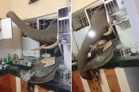 Elephant Kitchen