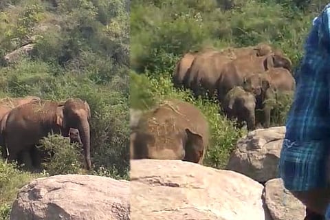 Elephant
