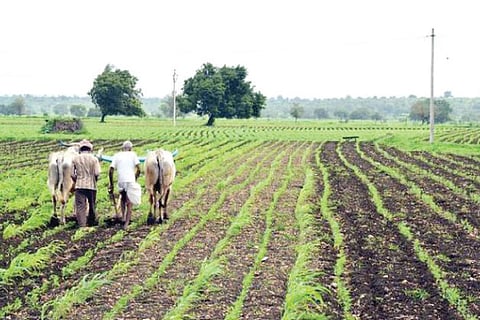Farmer
