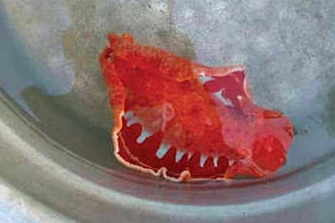 Fish