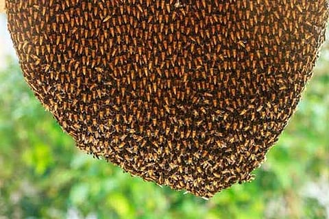 Honey Bee