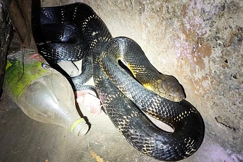 King Cobra