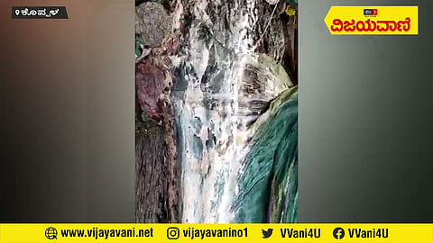 ಬೇವಿನ ಮರದಲ್ಲಿ ಸುರಿಯುತ್ತಿದೆ ಹಾಲು- ಪೂಜೆ ಸಲ್ಲಿಸಲು ಮುಗಿಬಿದ್ದ ಕೊಪ್ಪಳ ಜನತೆ #Koppal #TreeMilk #Peoples - youtube