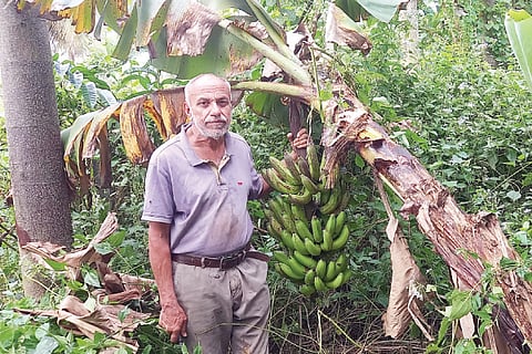 Krishi