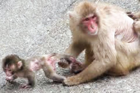 Monkey