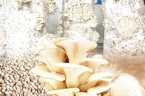 Mushroom