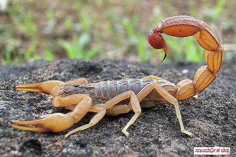 Scorpion