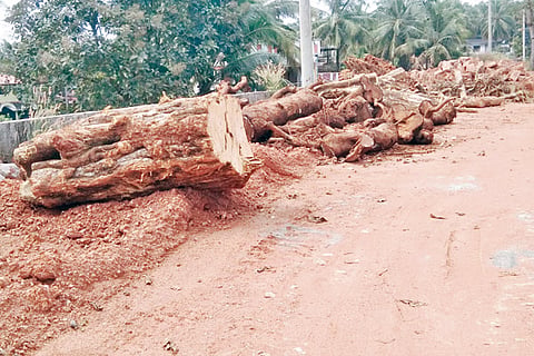 Ullala Road Tree
