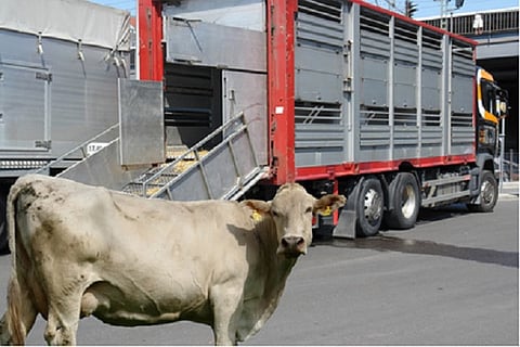 beef