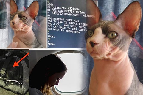cat