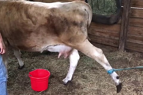 cow1