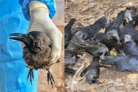 crow