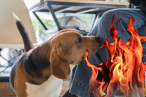 dog