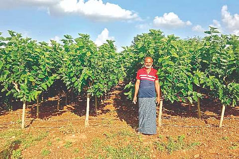 jagalur Agriculture Silk Farming Donahalli,