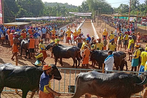kambala