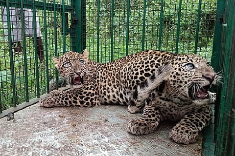 leopard