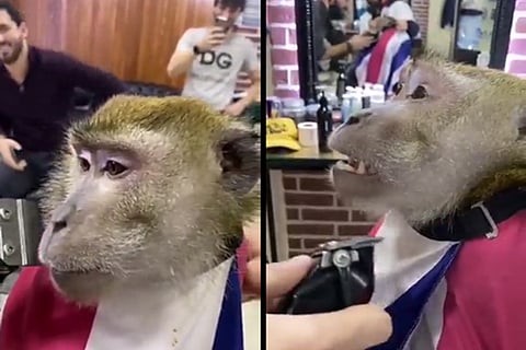 monkey saloon