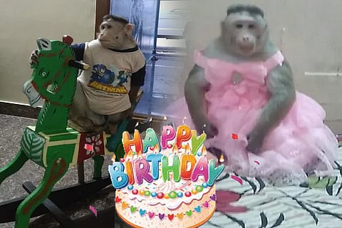monkey