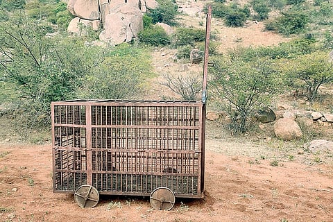 030122 Niramanvi Leopard Trap