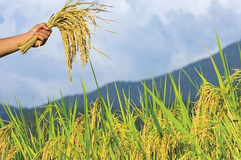 17_07_2020-farmer_20522448