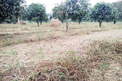 18 srinivaspur 1A