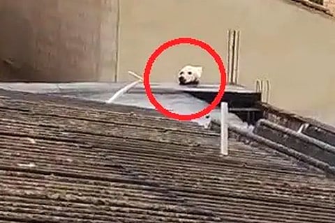 Dog
