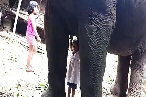 Elephant