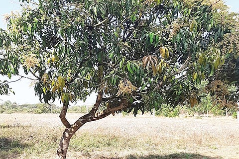 MANGO