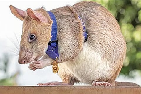 Mouse