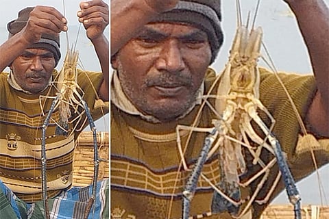 Shrimp sigadi