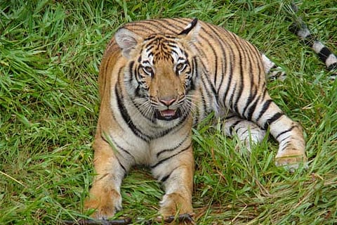 Tiger