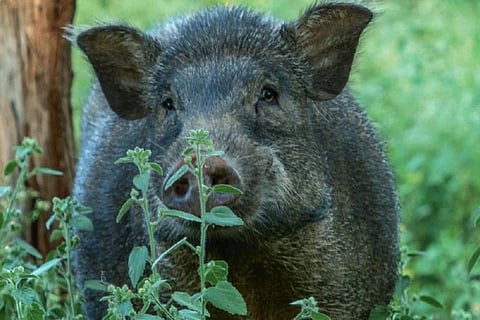 Wild Boar