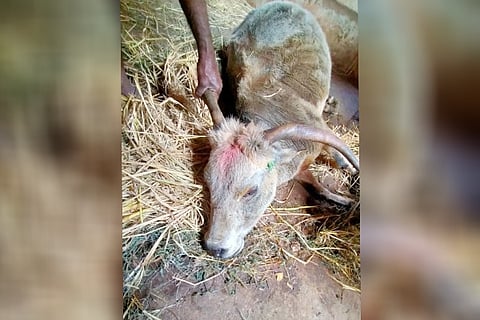 belli cow