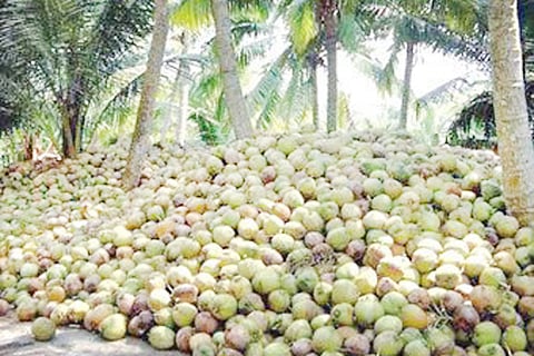coconut