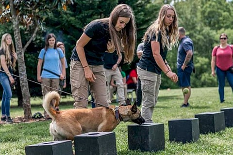 dog