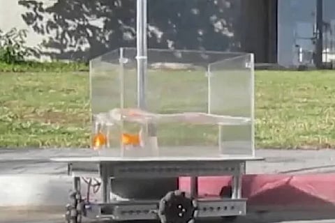 goldfish
