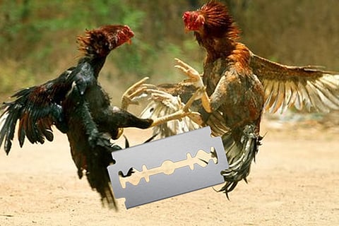 hen