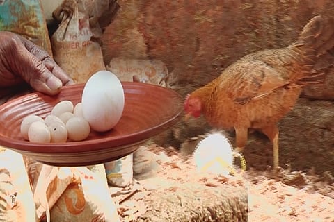 hen