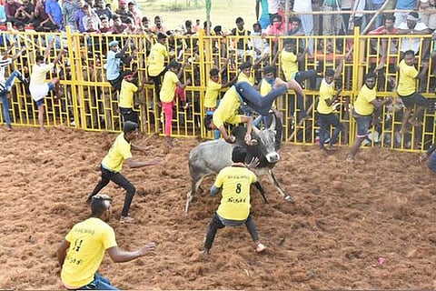 jallikattu