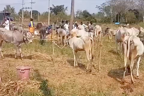 kengal jatre