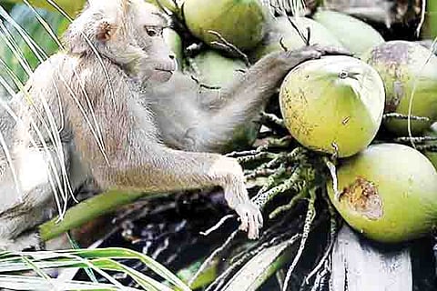 monkey