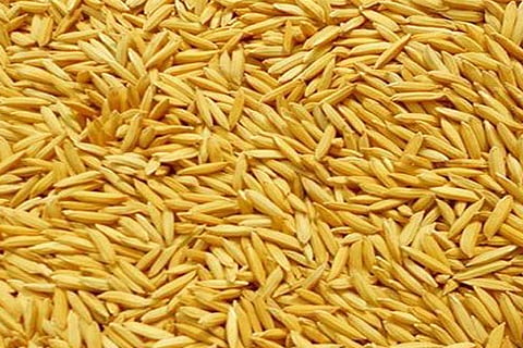 paddy