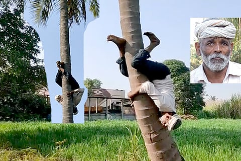 tengu tree