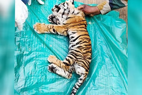 tiger cub death
