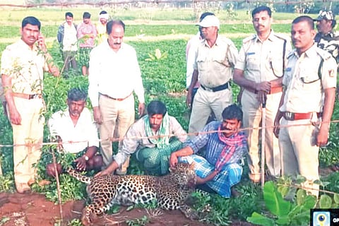 19022022 Kottur Leopad death
