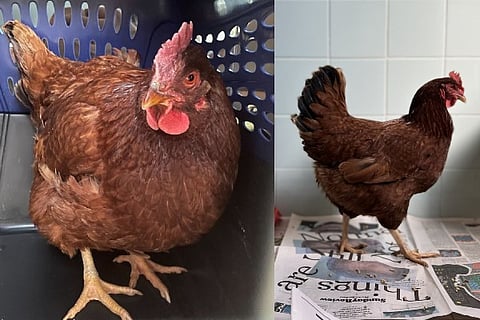 Chicken