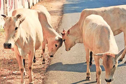 Cow