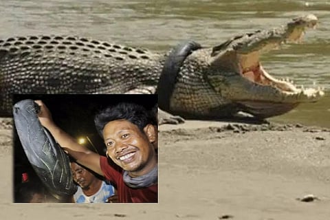 Crocodile
