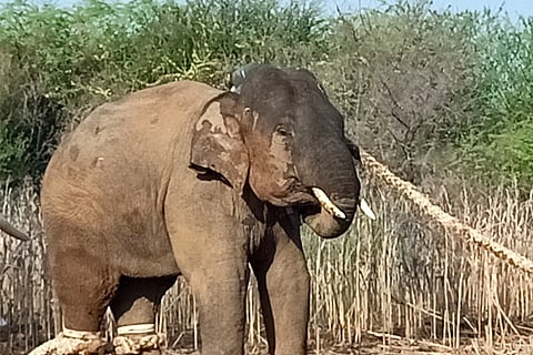 ELEPHANT IN GUTTAL