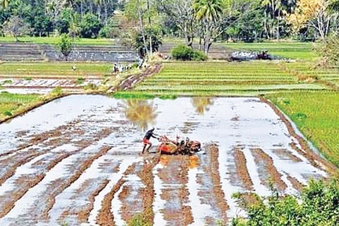 Farmer